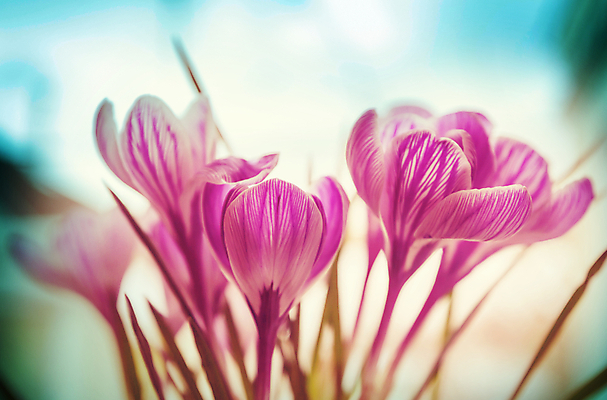 포토 JPG 해외이미지 식물 공원 꽃 자연 사람없음 정원 봄 원예 내추럴 생태학 해외202004 해외포토 계절 공공시설 교육 취미 생태계 파일형식 이미지허브