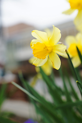 포토 JPG 해외이미지 주간 사람없음 야외 아웃포커스 노란색 수선화 해외202004 해외포토 자연요소 꽃 컬러 촬영기법 파일형식 이미지허브