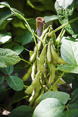 포토 JPG 해외이미지 식물 음식 잎 밭 농업 채소 자연 콩 건강 사람없음 초록색 농작물 햇빛 농장 성장 시골 신선 닫기 유기농 내추럴 꼬투리 대두 밭일 해외202004 해외포토 웰빙 산업 컬러 모션 곡류 태양 생태계 파일형식 이미지허브