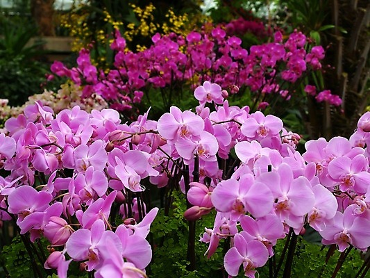 포토 JPG 해외이미지 식물 공원 꽃 아시아 여행 잎 자연 열대 따뜻함 풍경 사람없음 야외 가로 빨간색 초록색 정원 맑음 신선 뜨거움 닫기 고독 꽃가루 태평양 폴리네시아 남쪽 말레이시아 내추럴 프랑스어 꽃수술 히비스커스 해외202004 해외포토 문자 공공시설 감정 나라 바다 컬러 모션 날씨 오세아니아 가루 방향 생태계 파일형식 이미지허브