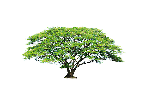 포토 JPG 해외이미지 나무 식물 1 계절 공원 실루엣 백그라운드 잎 밭 일러스트 자연 바닥 그림자 풍경 사람없음 야외 목재 초록색 여름 환경 정원 봄 흰색 나뭇가지 시골 그룹 숲 큼 싱글 에코 유기농 윤곽 내추럴 고립 땅바닥 바이오 생태학 해외202004 해외포토 웰빙 공공시설 교육 컬러 농업 재료 촬영기법 크기 생태계 파일형식 이미지허브