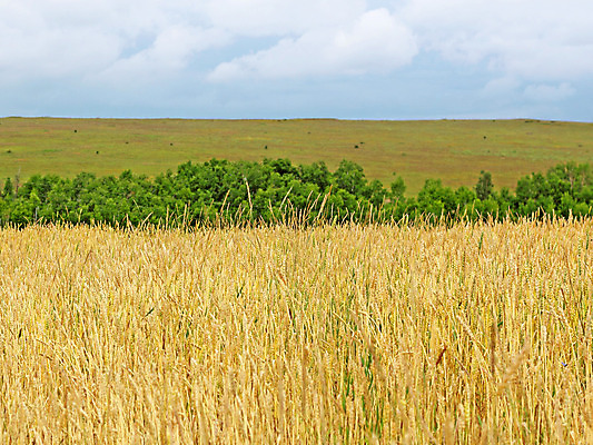 포토 JPG 해외이미지 식물 구름 계절 빵 밭 농업 오렌지 자연 하늘 건강 씨앗 풍경 사람없음 야외 여름 파란색 빛 농작물 컬러풀 햇빛 태양 농장 농경지 노란색 자유 수확 가을 시골 황금 낟알 땅 시리얼 밀 언덕 밀짚 내추럴 밭일 숙성 호밀 해외202004 해외포토 자연요소 산업 음식 컬러 컨셉 과일 곡류 짚 생태계 파일형식 이미지허브