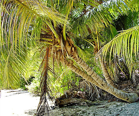 포토 JPG 해외이미지 주간 나무 식물 백그라운드 잎 자연 열대 새로움 풍경 사람없음 야외 초록색 평화 환경 침묵 습기 성장 신선 황무지 숲 세이셸 내추럴 파라다이스 그리너리 해외202004 해외포토 자연요소 컬러 컨셉 아프리카 소리 생태계 파일형식 트랜드컬러 이미지허브