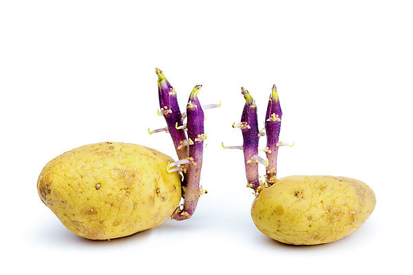 포토 JPG 해외이미지 식물 문화 음식 줄기 농업 자연 감자 서기 사람없음 농작물 새싹 봄 성장 닫기 흰배경 유기농 생물학 내추럴 개발 고립 총쏘기 세련 해외202004 해외포토 웰빙 계절 교육 산업 백그라운드 채소 모션 흰색 생태계 파일형식 이미지허브