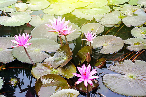 포토 JPG 해외이미지 식물 공원 꽃잎 꽃 호수 분홍색 백그라운드 잎 자연 사람없음 초록색 물 반사 정원 벚꽃 흰색 연못 내추럴 해외202004 해외포토 자연요소 공공시설 컬러 생태계 파일형식 이미지허브