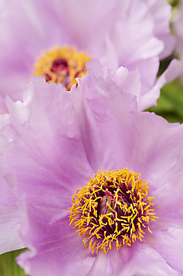 포토 JPG 해외이미지 식물 계절 꽃잎 꽃 분홍색 잎 꽃무늬 자연 사람없음 장식 정원 봄 벚꽃 신선 작약 해외202004 해외포토 컬러 무늬 생태계 파일형식 이미지허브