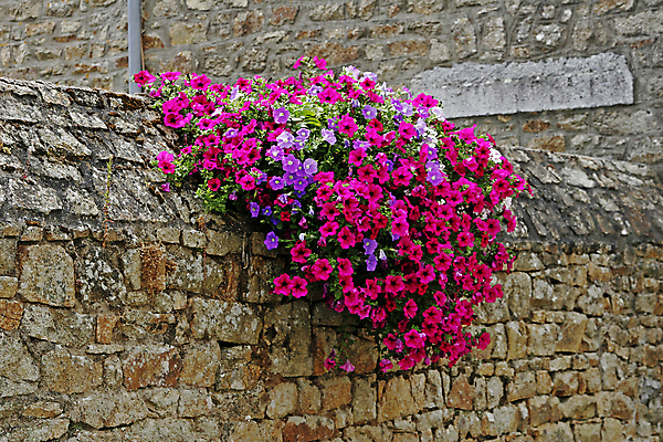 포토 JPG 해외이미지 꽃 벽 사람없음 빨간색 프랑스 썩음 피튜니아 해외202004 해외포토 식물 유럽 컬러 파일형식 이미지허브