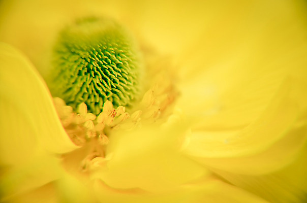 포토 JPG 해외이미지 식물 계절 꽃잎 꽃 꽃다발 백그라운드 잎 꽃무늬 자연 따뜻함 사랑 사람없음 장식 초록색 노란색 머리 정원 봄 벚꽃 발코니 신선 원형 개화 배열 아로마 부드러움 내추럴 해외202004 해외포토 도형 감정 컬러 무늬 신체부위 감각 생태계 파일형식 이미지허브