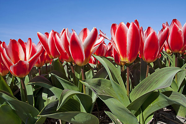 포토 JPG 해외이미지 식물 꽃 밭 농업 전구 자연 하늘 사람없음 빨간색 컬러풀 맑음 봄 튤립 시골 네덜란드 화단 해외202004 해외포토 계절 유럽 산업 컬러 날씨 생태계 파일형식 이미지허브