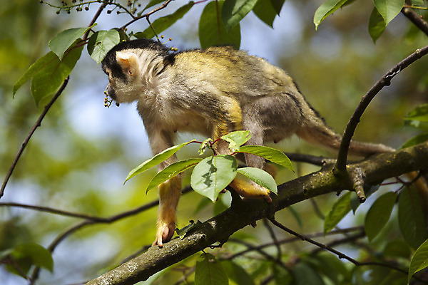 포토 JPG 해외이미지 나무 야생동물 밧줄 잎 포유류 동물원 사람없음 야외 가로 초록색 갈색 노란색 검은색 나뭇가지 원숭이 해외202004 해외포토 식물 동물 줄 컬러 파일형식 이미지허브