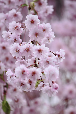 포토 JPG 해외이미지 주간 사람없음 야외 아웃포커스 봄 벚꽃 해외202004 해외포토 자연요소 계절 꽃 촬영기법 파일형식 이미지허브