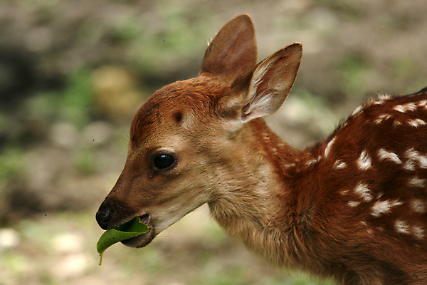 포토 JPG 해외이미지 동물 야생동물 포유류 사슴 뿔 사람없음 빨간색 아기 점 숲 수줍음 송아지 해외202004 해외포토 감정 새끼 컬러 사람 소 파일형식 이미지허브