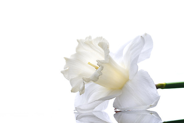 포토 JPG 해외이미지 식물 계절 꽃잎 꽃 백그라운드 잎 꽃무늬 자연 부활절 기념 발렌타인데이 선물 사랑 사람없음 장식 초록색 컬러풀 노란색 우주 봄 벚꽃 흰색 인사 신선 클래식 우아함 8 4월 5월 꽃집 수선화 내추럴 고립 해외202004 해외포토 기념일 감정 컬러 컨셉 무늬 데이이벤트 숫자 상점 예절 날짜 생태계 파일형식 이미지허브