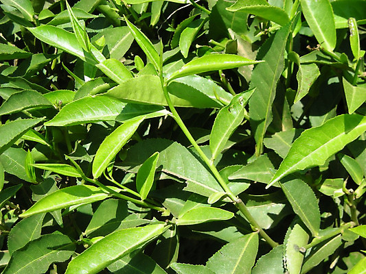 포토 JPG 해외이미지 아시아 농업 건강 사람없음 일본 봄 차 해외202004 해외포토 계절 나라 산업 음료 파일형식 이미지허브