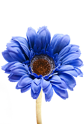 포토 JPG 해외이미지 식물 꽃잎 꽃 줄기 백그라운드 꽃무늬 자연 사람없음 파란색 우주 벚꽃 흰색 개화 거베라 거짓 고립 카피스페이스 해외202004 해외포토 컬러 무늬 공백 생태계 파일형식 이미지허브