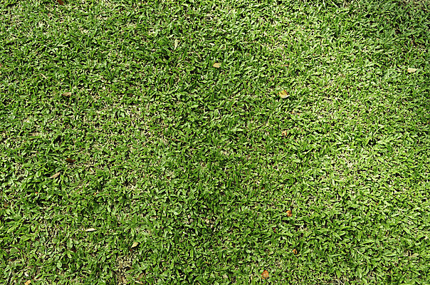 포토 JPG 해외이미지 식물 백그라운드 텍스트 잔디 사람없음 초록색 환경보전 질감 해외202004 해외포토 컬러 사회이슈 파일형식 이미지허브