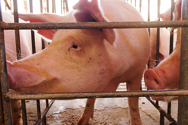 포토 JPG 해외이미지 여러마리 실내 사람없음 가축 돼지 축산업 축사 철창 양돈장 해외202004 해외포토 동물 건축물 산업 다수 포유류 내부 파일형식 이미지허브