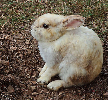 포토 JPG 해외이미지 스튜디오촬영 전신 동물 척추동물 한마리 응시 야생동물 포유류 자연 수염 털 실내 앉기 사람없음 옆모습 갈색 가축 흰색 토끼 선탠 모피 흰배경 정사각형 귀 솜털 카피스페이스 해외202004 해외포토 도형 1 시선 뷰포인트 컬러 백그라운드 모션 내부 신체부위 반려동물 공백 생태계 파일형식 이미지허브