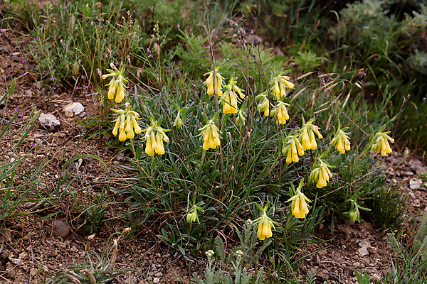 포토 JPG 해외이미지 식물 꽃 백그라운드 자연 사람없음 가로 갈색 노란색 검은색 땅바닥 해외202004 해외포토 컬러 바닥 생태계 파일형식 이미지허브