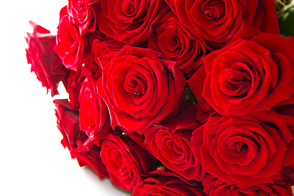 포토 JPG 해외이미지 식물 기념일 꽃잎 꽃 꽃다발 결혼 크리스마스 꽃무늬 자연 휴가 부활절 기념 발렌타인데이 선물 사랑 사람없음 장식 빨간색 컬러풀 장미 정원 보라색 놀람 축하 인사 신용카드 생일 개화 우아함 다발 꽃집 엽서 열정 내추럴 해외202004 해외포토 감정 컬러 컨셉 무늬 데이이벤트 표정 이벤트 금융 상점 예절 편지 생태계 파일형식 이미지허브