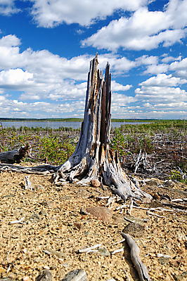 포토 JPG 해외이미지 나무 식물 구름 자연 산 건조 풍경 사람없음 목재 환경 죽음 숲 언덕 부식 뿌리 생태학 옛날 해외202004 해외포토 자연요소 교육 재료 생태계 파일형식 이미지허브