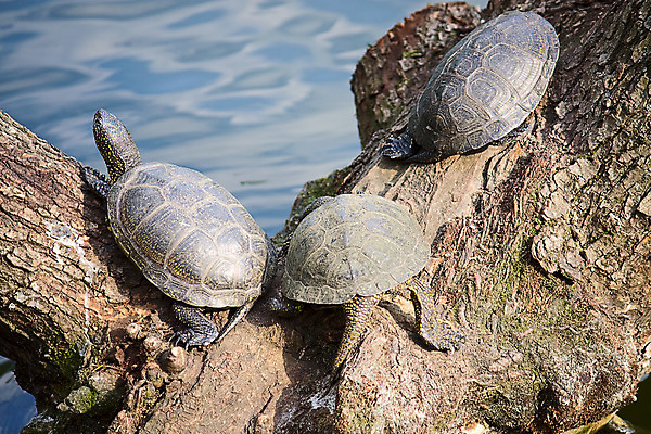 포토 JPG 해외이미지 동물 바다 파충류 자연 동물원 3 사람없음 연못 그림 러시아 해외202004 해외포토 멸종위기종 유럽 생태계 파일형식 이미지허브