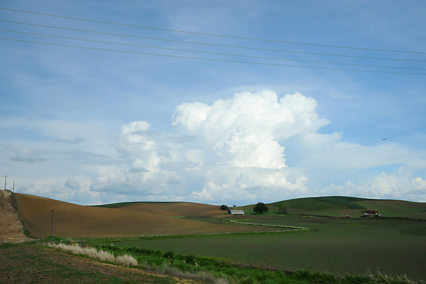 포토 JPG 해외이미지 나무 식물 공원 밭 농업 자연 풍경 사람없음 초록색 농작물 컬러풀 농장 농경지 미국 봄 시골 땅 밀 언덕 보리 워싱턴 해외202004 해외포토 계절 공공시설 산업 컬러 북아메리카 곡류 생태계 파일형식 이미지허브