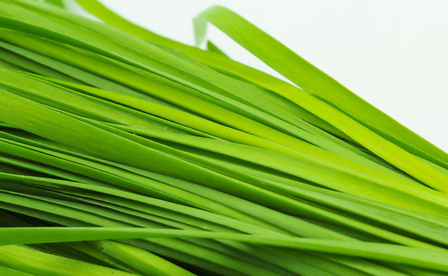 포토 JPG 해외이미지 식물 음식 백그라운드 잎 농업 채소 자연 양파 건강 마늘 동양인 사람없음 초록색 여름 정원 식사 중국 흰색 신선 먹기 허브 보따리 유기농 질감 날것 부추 내추럴 쪽파 고립 해외202004 해외포토 웰빙 계절 산업 아시아 컬러 모션 인종 생태계 파 파일형식 이미지허브