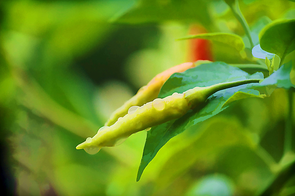 포토 JPG 해외이미지 나무 식물 음식 잎 농업 채소 오렌지 과일 일러스트 재료 태국 자연 고추 건강 씨앗 사람없음 빨간색 초록색 물 농장 노란색 정원 맑음 수확 성장 물방울 신선 뜨거움 맛 떨어짐 허브 향신료 유기농 원예 매움 날것 후추 내추럴 밭일 살사댄스 오리지널 해외202004 해외포토 자연요소 웰빙 산업 아시아 컬러 컨셉 날씨 취미 춤 생태계 향미료 파일형식 이미지허브