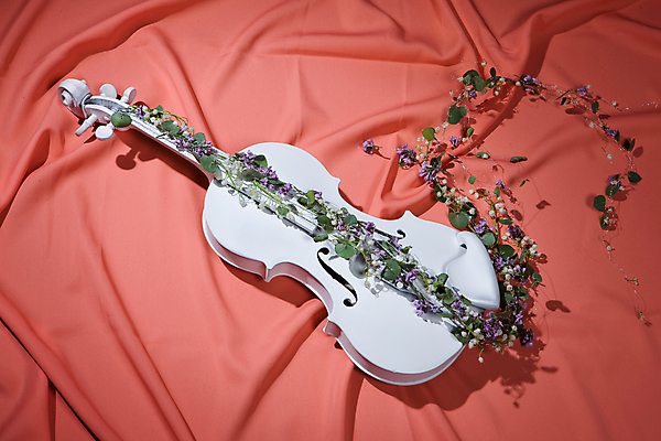 포토 JPG 해외이미지 꽃 분홍색 사람없음 우아함 덩굴 바이올린 해외202004 해외포토 식물 컬러 컨셉 현악기 파일형식 이미지허브