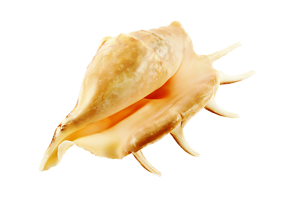 포토 JPG 해외이미지 바다 자연 사람없음 장식 껍질 흰색 기념품 고립 해외202004 해외포토 컬러 오브젝트 생태계 파일형식 이미지허브