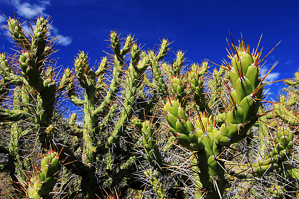 포토 JPG 해외이미지 식물 꽃 음식 줄기 백그라운드 잎 패턴 과일 자연 하늘 선인장 건조 사람없음 초록색 파란색 골짜기 벚꽃 개화 가시 닫기 묘사 질감 날카로움 스파이크 내추럴 식용 이국적 페루 해외202004 해외포토 컬러 무늬 모션 남아메리카 생태계 파일형식 이미지허브