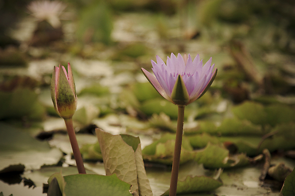 포토 JPG 해외이미지 식물 계절 공원 꽃잎 꽃 호수 분홍색 백그라운드 잎 꽃무늬 자연 수채화 연꽃 사람없음 야외 장식 빨간색 초록색 물 여름 파란색 컬러풀 반사 노란색 정원 봄 벚꽃 흰색 연못 개화 정상 백합 묘사 명상 그림 내추럴 이국적 해외202004 해외포토 자연요소 공공시설 컬러 무늬 생태계 파일형식 이미지허브