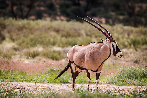 포토 JPG 해외이미지 동물 공원 야생동물 여행 포유류 아프리카 자연 초식동물 휴가 사슴 뿔 동물원 사람없음 야외 갈색 검은색 사막 흰색 황무지 보호 위험 사파리 영양 내추럴 가젤 나미비아 동물상 사바나 생태학 전국 해외202004 해외포토 공공시설 교육 나라 컬러 컨셉 조형물 생태계 남아프리카 파일형식 이미지허브