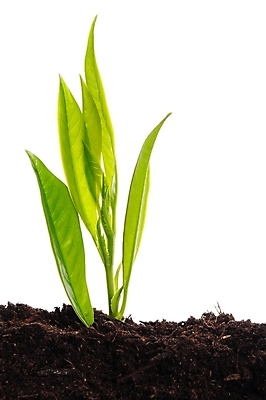 포토 JPG 해외이미지 식물 계절 지구 과학 비즈니스 자연 성공 미래 새로움 사람없음 초록색 우주 희망 흙 봄 성장 나뭇가지 신용카드 보호 작음 에코 생태계 원예 투자 먼지 돌봄 바이오 생태학 처음 생존 카피스페이스 해외202004 해외포토 나무 교육 감정 컬러 컨셉 모션 취미 금융 환경 공백 크기 파일형식 이미지허브