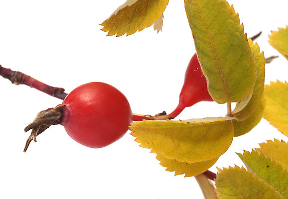 포토 JPG 해외이미지 식물 계절 열매 음식 잎 다이어트 오렌지 과일 재료 건강 사람없음 빨간색 빛 농작물 장미 노란색 수확 성장 가을 나뭇가지 신선 달콤 다발 흰배경 유기농 날것 내추럴 고립 생식 숙성 해외202004 해외포토 나무 웰빙 꽃 컬러 백그라운드 농업 흰색 맛 파일형식 이미지허브