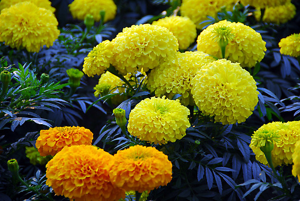 포토 JPG 해외이미지 식물 계절 꽃잎 꽃 백그라운드 꽃무늬 자연 사람없음 장식 컬러풀 노란색 정원 봄 벚꽃 개화 그늘 원예 고립 해외202004 해외포토 컬러 무늬 취미 생태계 파일형식 이미지허브