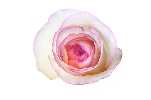 포토 JPG 해외이미지 꽃 분홍색 백그라운드 사람없음 장미 벚꽃 흰색 고급 우아함 고립 해외202004 해외포토 식물 컬러 컨셉 파일형식 이미지허브