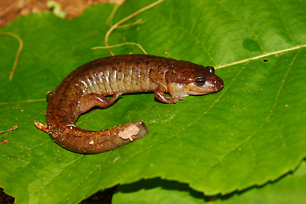 포토 JPG 해외이미지 동물 공원 과학 자연 양서류 사람없음 환경 미국 생태계 생물학 장면 북쪽 생태학 몬테카를로 해외202004 해외포토 공공시설 교육 북아메리카 방향 모나코 파일형식 이미지허브