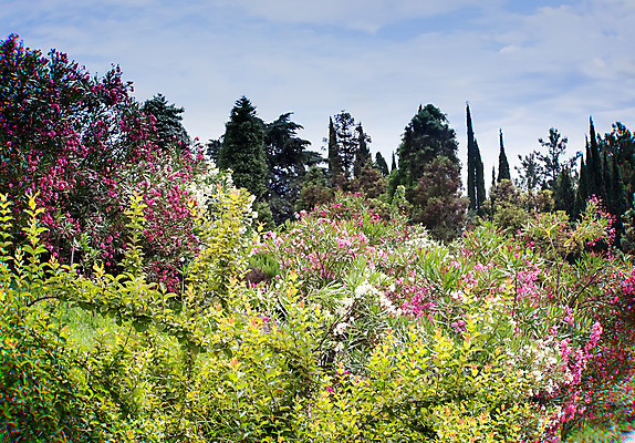 포토 JPG 해외이미지 나무 식물 공원 꽃 분홍색 여행 백그라운드 잎 아침 휴식 그림자 풍경 사람없음 야외 장식 빨간색 초록색 여름 빛 햇빛 태양 노란색 정원 침묵 흰색 개화 큼 화단 남쪽 아열대 이국적 해외202004 해외포토 주간 자연요소 계절 공공시설 컬러 컨셉 소리 크기 방향 파일형식 이미지허브