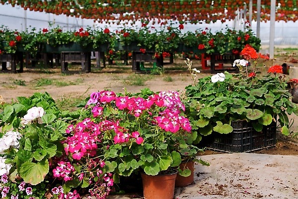 포토 JPG 해외이미지 식물 꽃 농업 자연 사람없음 장식 초록색 여름 환경 정원 화목 봄 놀이방 성장 개화 냄비 원예 내추럴 모종 묘목 심기 영원 온실 제라늄 해외202004 해외포토 나무 계절 산업 컬러 컨셉 모션 취미 솥 생태계 파일형식 이미지허브