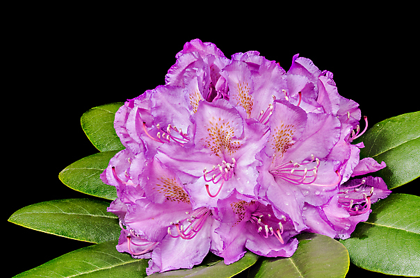 포토 JPG 해외이미지 식물 꽃잎 꽃 분홍색 백그라운드 잎 꽃무늬 자연 사람없음 초록색 컬러풀 보라색 봄 활발 벚꽃 개화 진달래 묘사 꽃가루 상록수 내추럴 고립 꽃수술 해외202004 해외포토 계절 컬러 컨셉 무늬 가루 생태계 파일형식 이미지허브