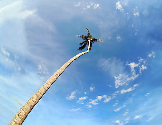 포토 JPG 해외이미지 나무 식물 구름 바다 섬 여행 잎 하늘 휴가 휴식 손바닥 풍경 사람없음 초록색 여름 파란색 햇빛 태양 여행객 평화 맑음 꿈 만 하와이 장면 코코넛 남쪽 내추럴 고립 이국적 파라다이스 해외202004 해외포토 자연요소 손 계절 컬러 컨셉 과일 날씨 사람 미국 방향 파일형식 이미지허브