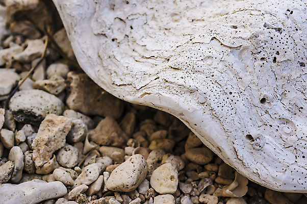 포토 JPG 해외이미지 야생동물 바다 자연 사람없음 수확 껍질 암초 옛날 우울감 해외202004 해외포토 동물 감정 농업 생태계 파일형식 이미지허브