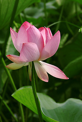 포토 JPG 해외이미지 식물 계절 공원 꽃잎 꽃 아시아 분홍색 백그라운드 잎 꽃무늬 패턴 채소 자연 동양인 사람없음 야외 장식 초록색 물 머리 평화 환경 정원 침묵 봄 벚꽃 연못 신선 개화 순수 싱글 장면 멀티 정중 완전 해외202004 해외포토 자연요소 공공시설 나라 컬러 컨셉 무늬 인종 신체부위 소리 생태계 파일형식 이미지허브