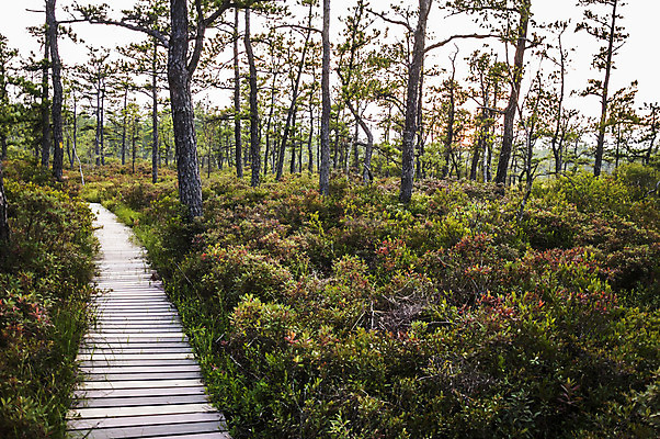 포토 JPG 해외이미지 나무 공원 길 자연 잉글랜드 새로움 풍경 사람없음 야외 목재 초록색 미국 시골 숲 해외202004 해외포토 식물 공공시설 컬러 컨셉 북아메리카 재료 영국 생태계 파일형식 이미지허브