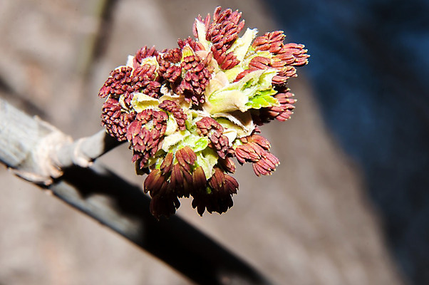 포토 JPG 해외이미지 나무 식물 디자인 계절 공원 꽃 단풍 잎 꽃무늬 오렌지 자연 새로움 사람없음 야외 초록색 컬러풀 갈색 정원 봄 성장 나뭇가지 개화 닫기 묘사 내추럴 고립 해외202004 해외포토 공공시설 컬러 컨셉 무늬 과일 모션 생태계 파일형식 이미지허브