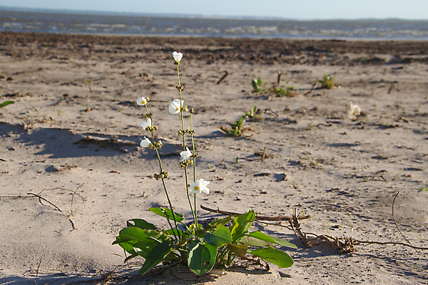 포토 JPG 해외이미지 식물 꽃 모래 바다 여행 백그라운드 꽃무늬 요트 자연 하늘 휴가 풍경 잔디 사람없음 장식 여름 파란색 강 스파 흰색 신선 모래언덕 주말 아르헨티나 내추럴 혼자 플로리다 해외202004 해외포토 계절 컬러 무늬 배_교통 미국 남아메리카 언덕 생태계 파일형식 이미지허브