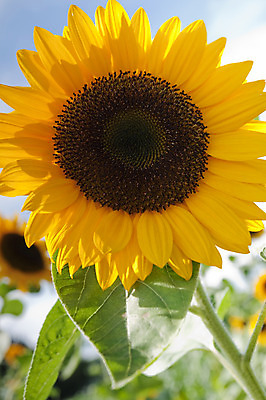 포토 JPG 해외이미지 식물 계절 꽃잎 꽃 문화 지구 백그라운드 잎 꽃무늬 밭 농업 오렌지 자연 하늘 해바라기 풍경 사람없음 야외 초록색 여름 파란색 농작물 컬러풀 태양 농장 노란색 맑음 봄 활발 성장 벚꽃 시골 원형 개화 장면 흐림 내추럴 밭일 해외202004 해외포토 자연요소 도형 산업 컬러 컨셉 무늬 과일 날씨 생태계 파일형식 이미지허브