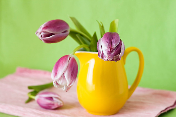 포토 JPG 해외이미지 식물 꽃 분홍색 자연 발렌타인데이 선물 사랑 사람없음 초록색 노란색 꽃병 맑음 봄 튤립 벚꽃 식탁보 축하 신선 심볼 해외202004 해외포토 계절 감정 컬러 컨셉 데이이벤트 날씨 생태계 파일형식 이미지허브